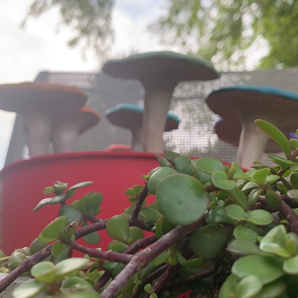 🍄🌈 Mushroom Garden Stakes Custom Order of 5 - Picture 13 of 13